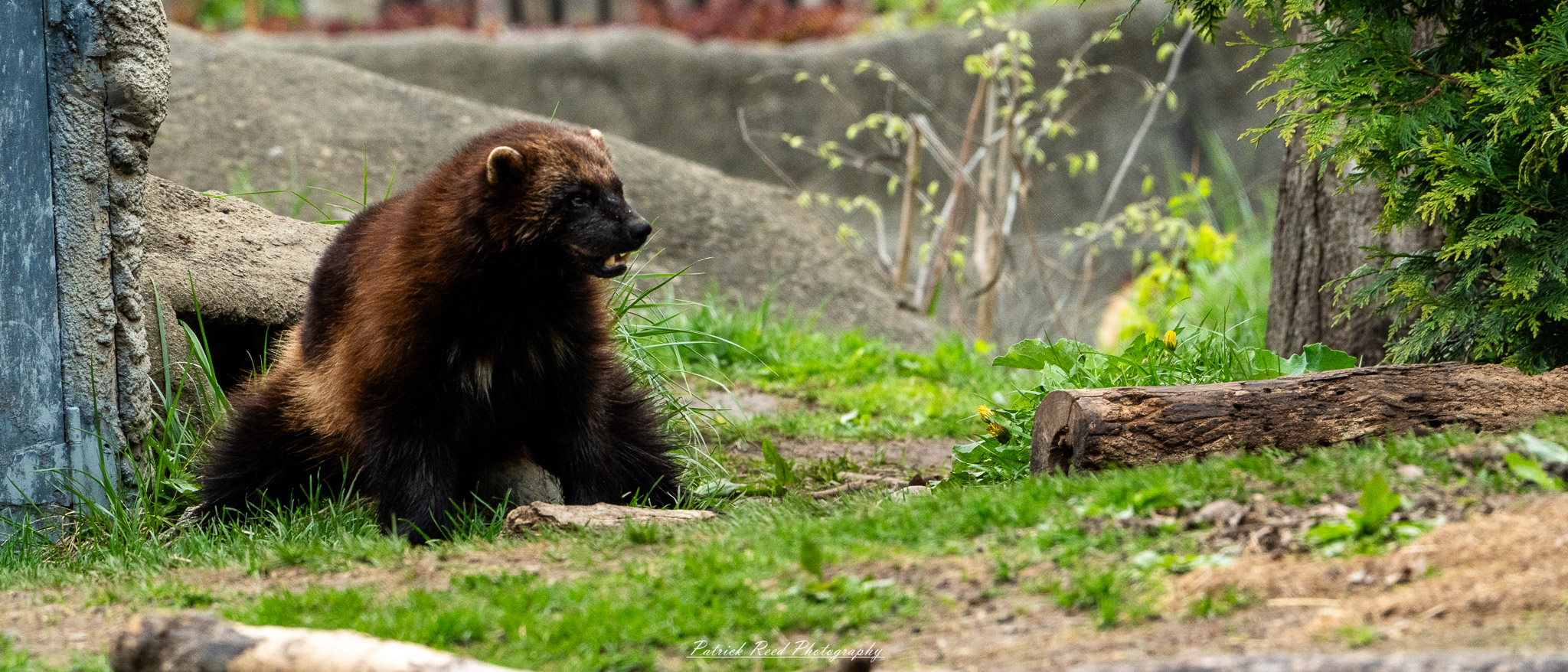Wolverine exploring rocky terrain in naturalistic enclosure at the Detroit Zoo
